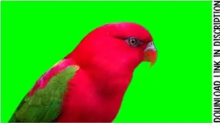 PARROT Green Screen Animation | Red lory green screen @darbaricooking