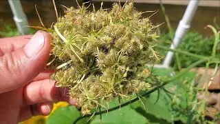 How to Harvest Carrot Seeds