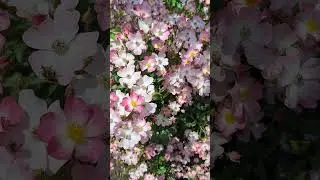 Балерина🌸