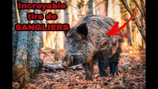 CHASSE EN BATTUE, TIRS DE SANGLIERS ET DE KEILERS
