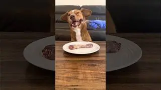 A Day in Rylie’s RAW Diet (my sassy husky-mix) 🐟🥕🐕 