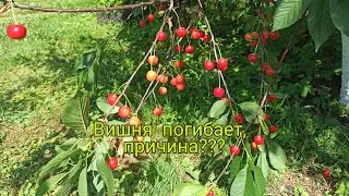 Вишня не растёт, погибает в Подмосковье. Причина, личный опыт 