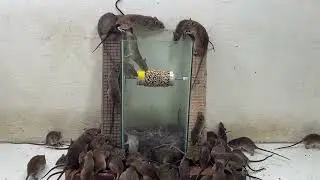 Simple mouse traps with plastic pipes/Tips for mouse traps / Electric mouse trap