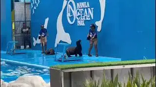 Watching a seal show part 5