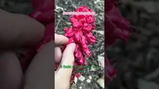 What's The Bloodiest Flower In The World? (#plants)