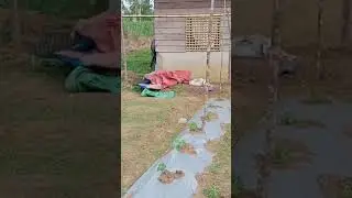 ampalaya farm