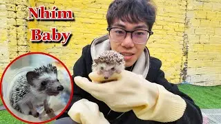 Dương KC | Đi Chợ Thú Cưng Lớn Nhất Miền Bắc, Mua Nhím Cảnh BaBy | cute hedgehog