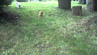 who is really the chicken?