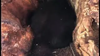 Соболь врывается