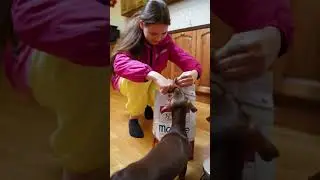 THE DOGS WANT TO EAT