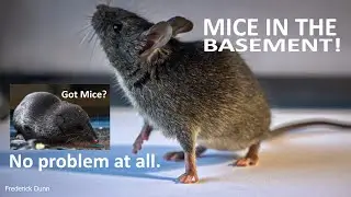 Short Tailed Shrew, Deer Mouse, House Mouse with facts and general information. Frederick Dunn