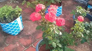 Welcome to our garden 😀 😊 #Shorts