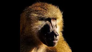 Secrets of Baboon Life: Social Bonds & Survival