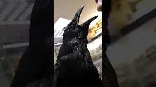 ВОРОН ПОКУПАЕТ НОЖ 