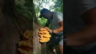 Iasca galbenă, o ciupercă cu ajutorul căreia gastronomia poate oricând sa strălucească.