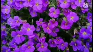 BlauKissen | Bed of Aubrieta gracilis | GermanPinay Family