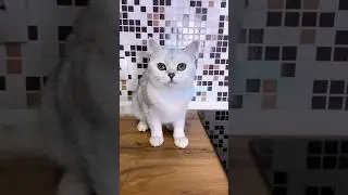Белка ушла из дома?