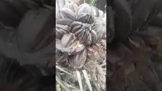 #s