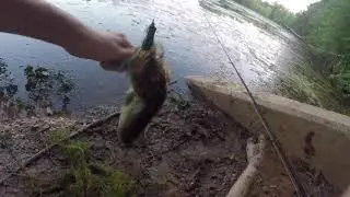 Pond Froggin' for Summer Bass