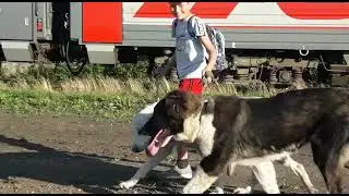 Зак с Дачной, 6 мес (тигровый)