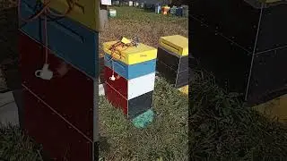 Органические средства сдерживания клещевой инвазии