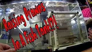 How To Raise Freshwater Prawns In A Fish Tank @KTPrawns
