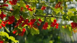 Расслабляющие Звуки ПРИРОДЫ🌳 Nature Sounds 🌳#ASMR