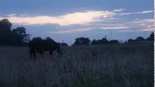 Лошади в поле. Вечер.