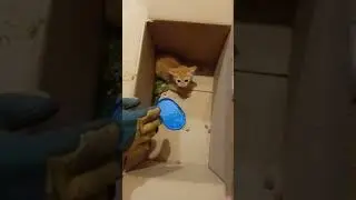 ДИКИЙ КОТЁНОК