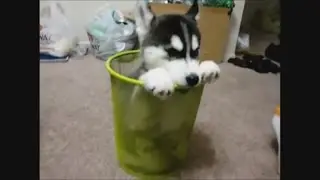 Top 5 FUNNY Dogs Caught on Video!