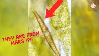 MICROSCOPIC GLASS ALIENS 👽 | VIRAL SCIENTIFIC TIKTOK VIDEO