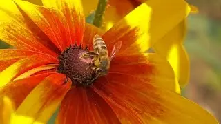 AgweekTV: Rising Interest in Pollinator Gardens