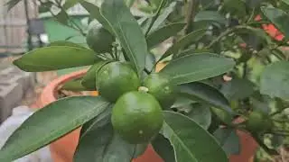 A simple happiness to this bountiful fruit#gardening #citrus #happy #happiness