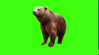 BEAR ANIMATION - GREEN SCREEN VIDEO