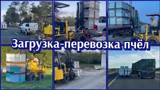 РАБОТА МНОГОДЕТНОГО ОТЦА●ПЧЕЛОВОДСТВО ОЧЕНЬ ТЯЖЁЛЫЙ И ОПАСНЫЙ ТРУД●РАБОТА В США