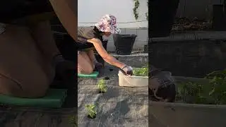Що садимо в ці дірочки😅