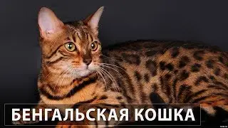 Бенгальская Кошка - Все о породе