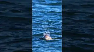 Dolphin sightings 🐬 #dolphin #dolphins #photo #canon #ocean #wildlife #wildlifephoto #photography