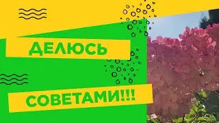 ПАРА СОВЕТОВ ПО УХОДУ ЗА САДОМ!!!