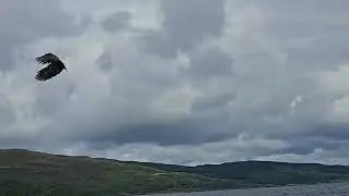 Sea eagle eating flying fish?