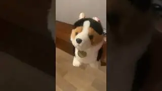 Реакция котов 🫣