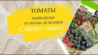 Томаты раннеспелые Вишня в шоколаде и Всем на зависть