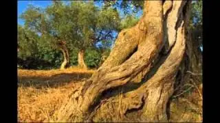 J. S. Bach: Matthäus-Passion, BWV 244, (9/-)