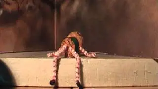 Pete's Animationsequence (2003).WMV