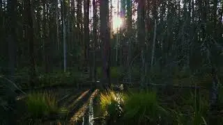 Drone flythrough - Estonian swampy forest