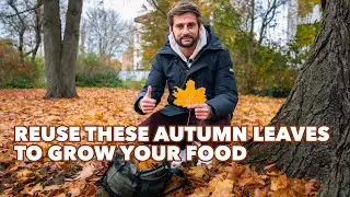 How to reuse Autumn Leaves in your garden to grow your food : Mulching, Compost, Enriching Soil