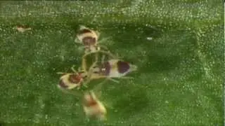 Spirngtail collembole mating dance, collembola danse de reproduction