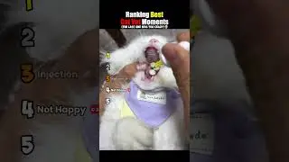 ranking best cat vet moments 