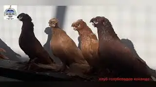 ЭЛИТНЫЕ ГОЛУБИ ЗА МИЛЛИОНИ. клуб голубеводов коканда