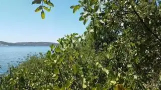 Стрекот цикад